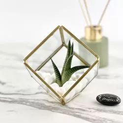 Terrarium - Cube Prisme cadeau déco